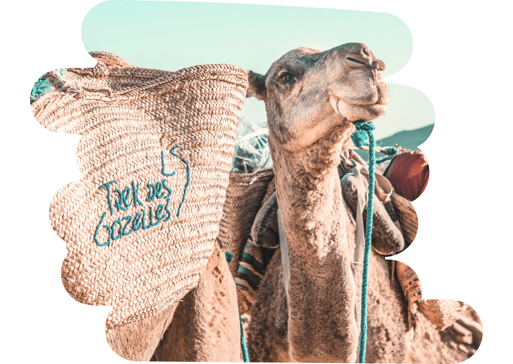 caravane de dromadaires trek des gazelles by mélanie