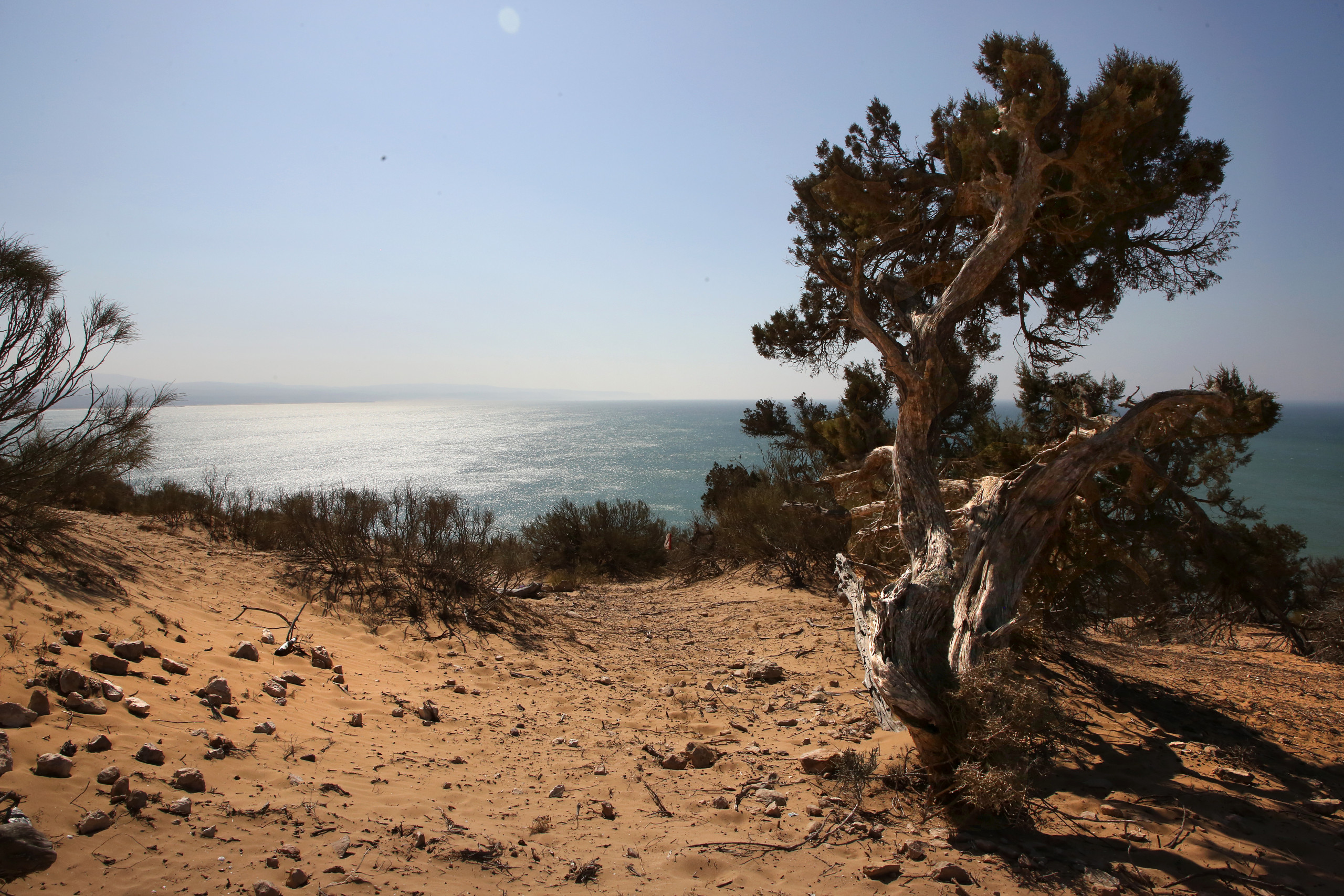 Trek des Gazelles by Mélanie - Photographie arbre mer