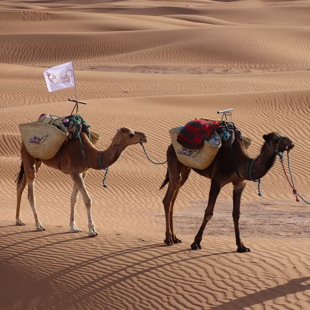 Trek des Gazelles-Partner, Marokko-Trek-Sponsoren, Frauen-Trek-Organisation, Abenteuerpartner, Partner, Partner, Medien