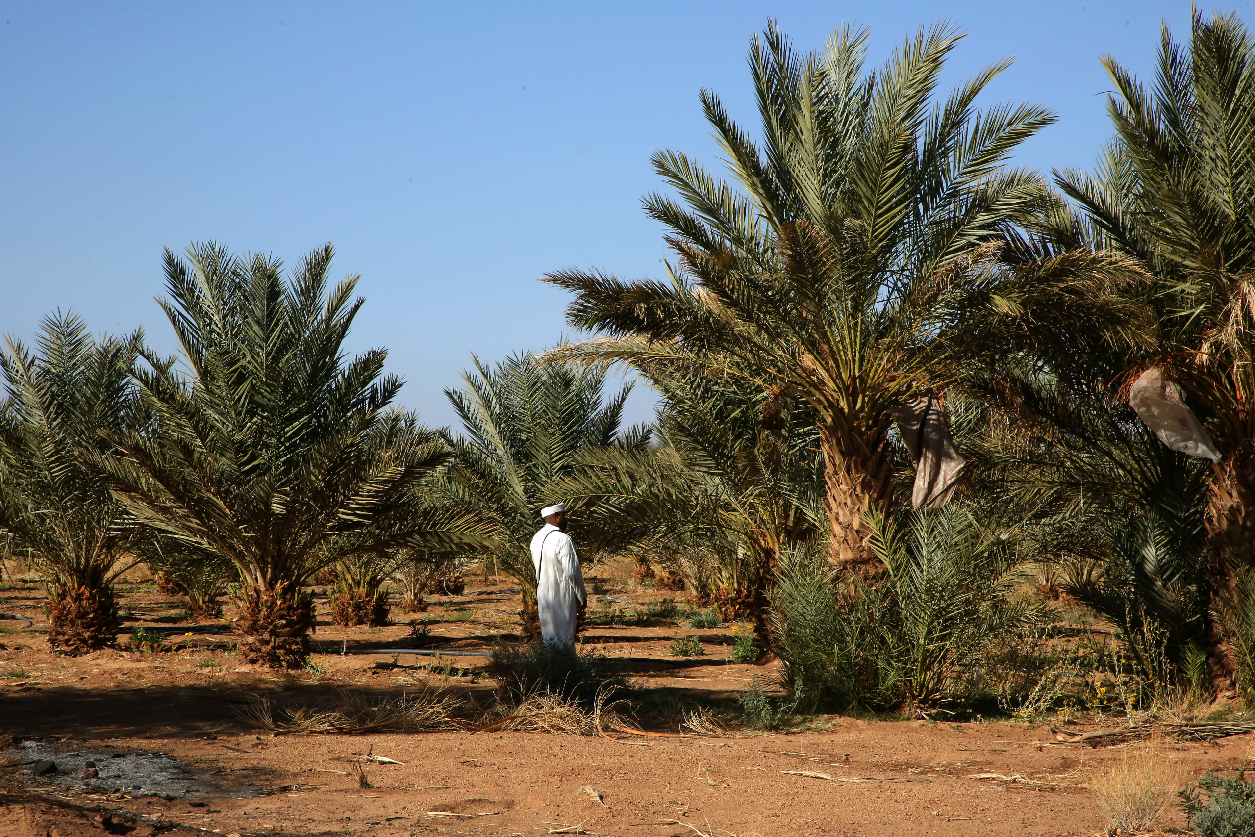 palmeraie Trek des gazelles : le Maroc